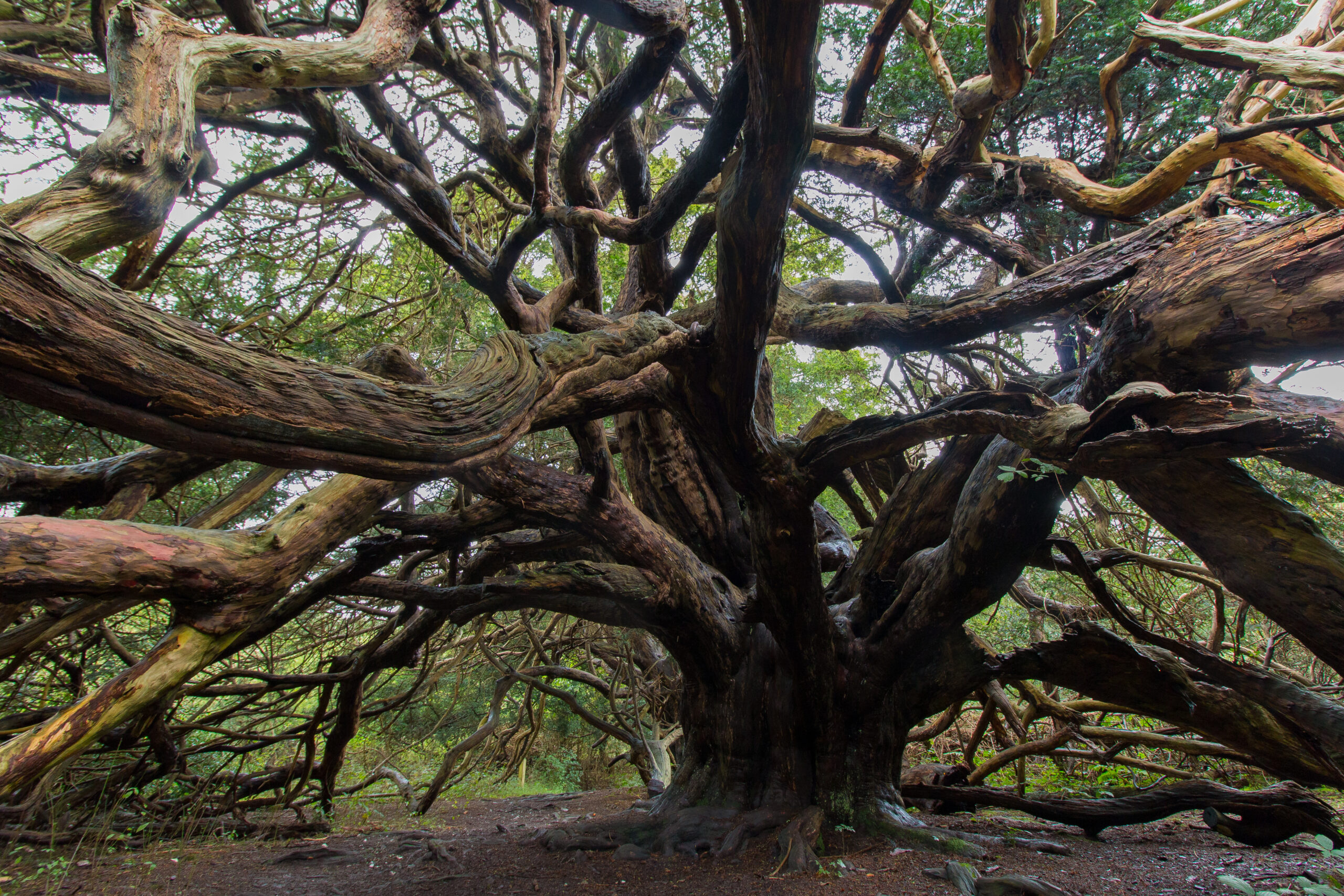 Ancient Yew Tree